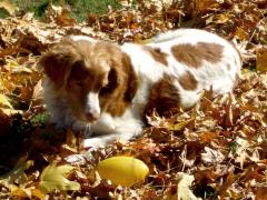 Mona on fall leaves with ball