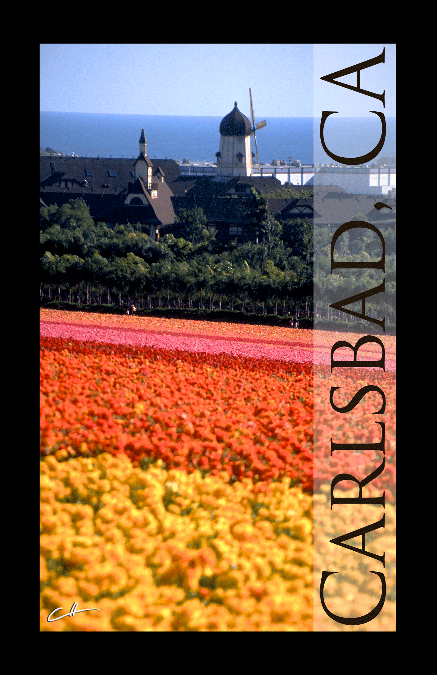 Carlsbad Flower Fields - poster by David Crellen