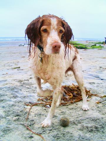 Touché: "Come on, Dad. Throw it again!"