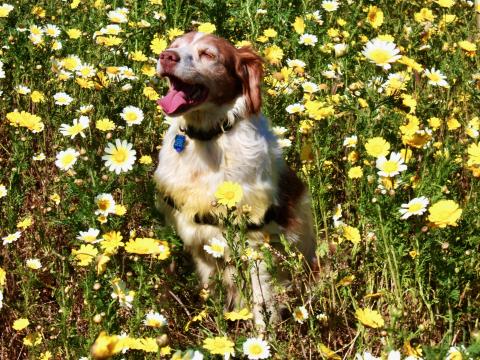 Daisy in the daisies photograph by David Crellen