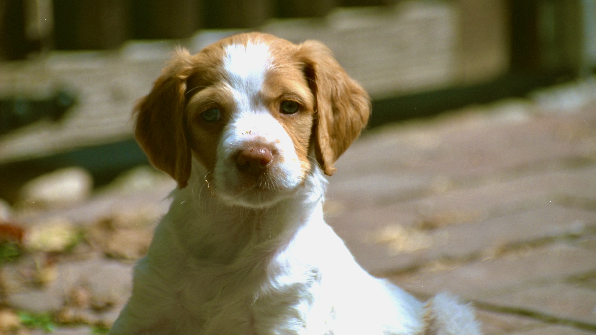 Young Touché - photo by David Crellen