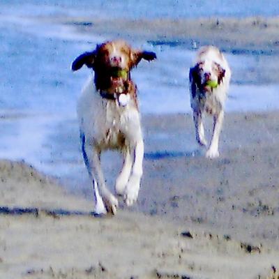 Touche & Mona At The Beach - photograph by David Crellen